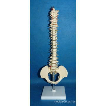 Modelo de columna vertebral de alta calidad humana con pelvis (r020718)